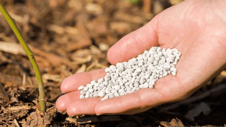 Hand fertilizing a plant with with sulphate of potash